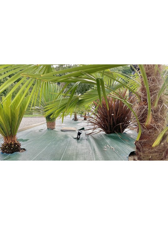 Largeur 5,15m Vert 130gr/m² Toile de paillage