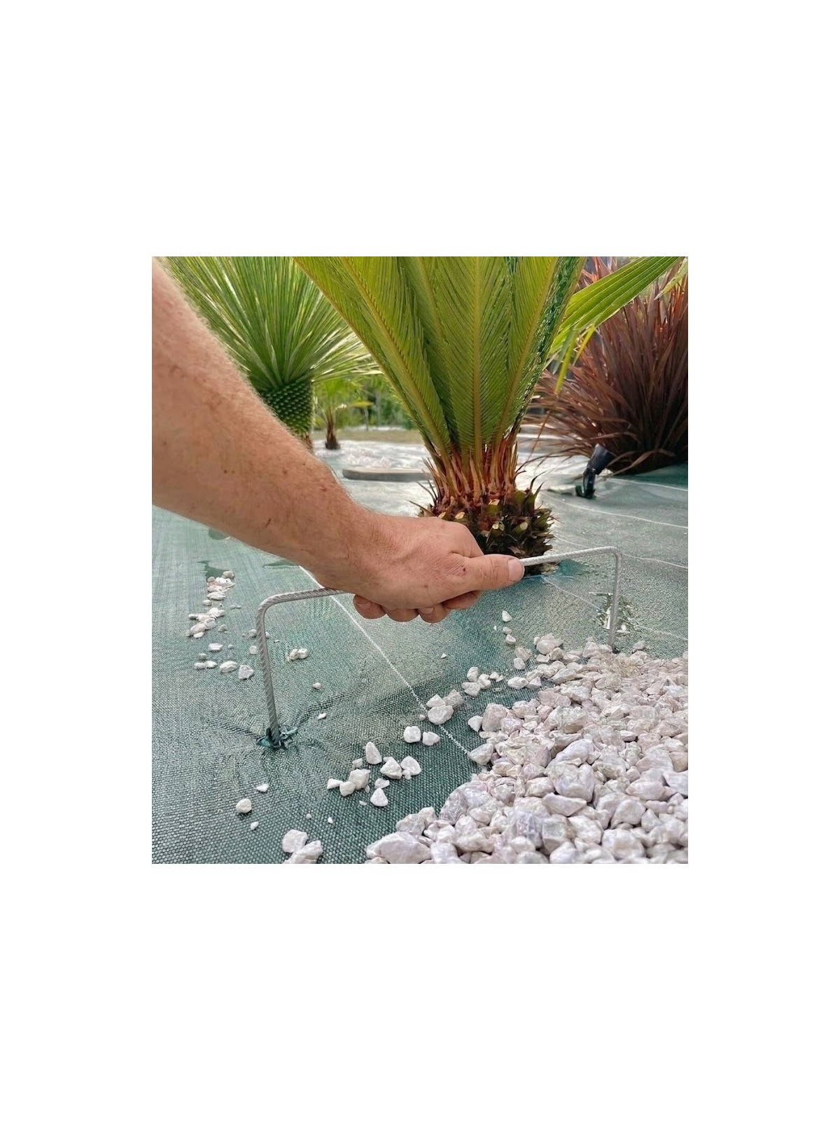 Agrafes 20cm/20cm/20cm