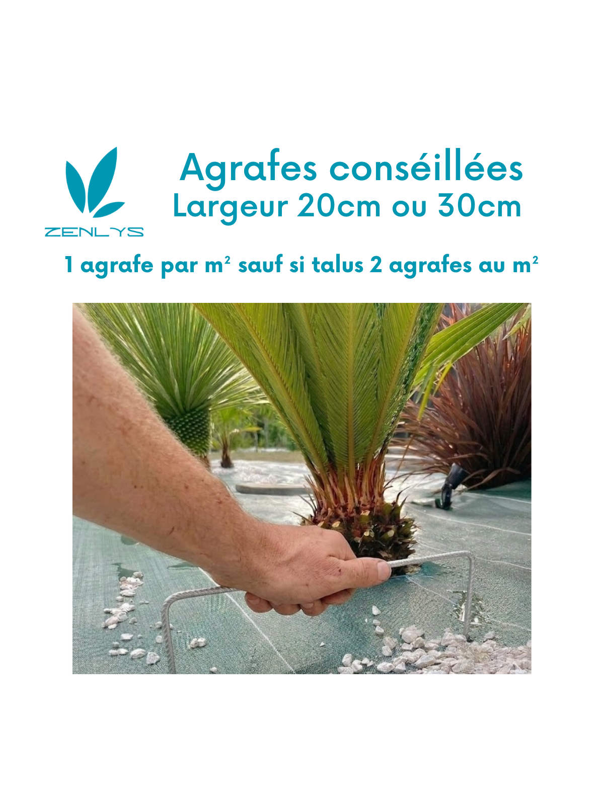 Agrafes 20cm/20cm/20cm