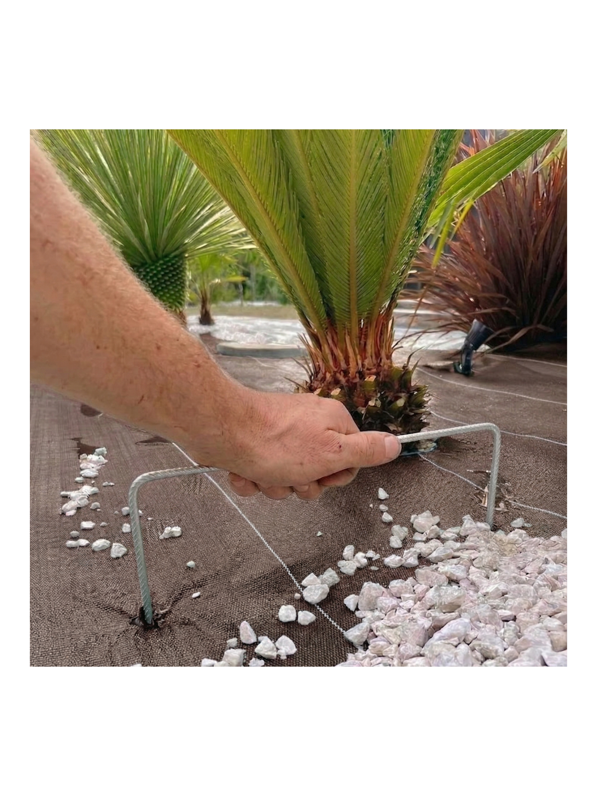 Agrafes 20cm/20cm/20cm